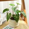 Realistic Simulation Green Plant Bonsai Elegant False Tropical Plants  Home Garden