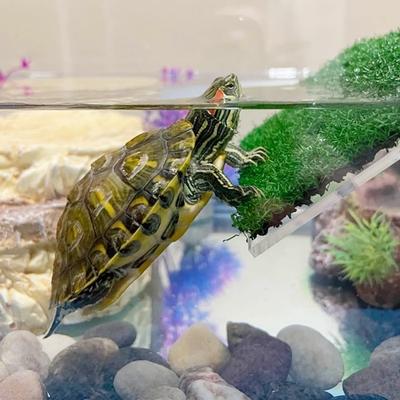 Turtle Basking Platform with Simulation Turtle Resting Terrace with Simulation Cup Turtle Floating Ramp Enhance for Fish Tank