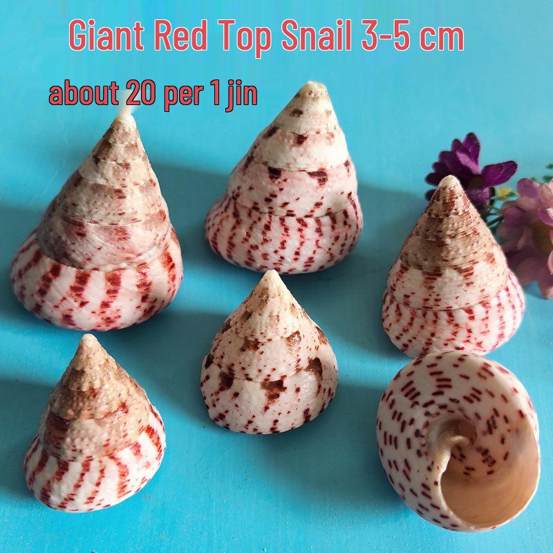 Conch Shells & Starfish for Hermit Crabs: Aquarium Decor & Drift Bottle Accessories