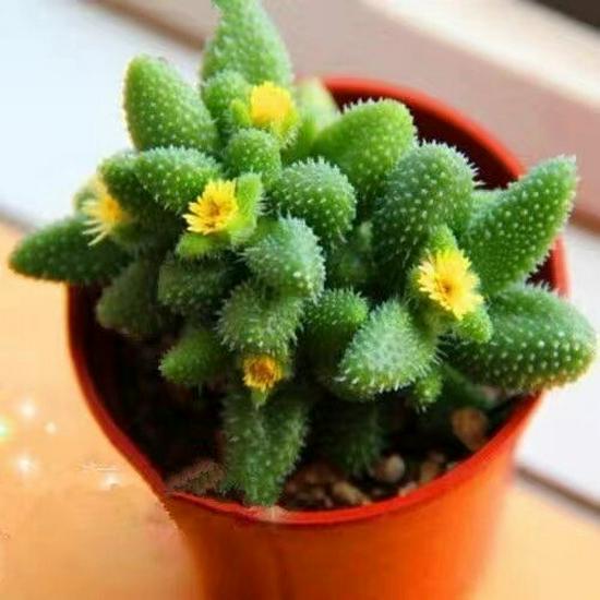 Lei Tong Multi-headed Succulent Plant - Beginner-Friendly Office Desktop Greenery with Radiation Protection