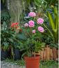 1/2/4PCS Chic Rose LED Lights Flower Lamp Garden Yard Outdoor Path Lawn Power Decoration
