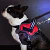 Dog Harness EthicalDoor Easy Wear Harness S Red