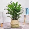 Bambusa multiplex 'Golden Bamboo': Large Evergreen Indoor Plant, Air-Purifying Foliage in Pot
