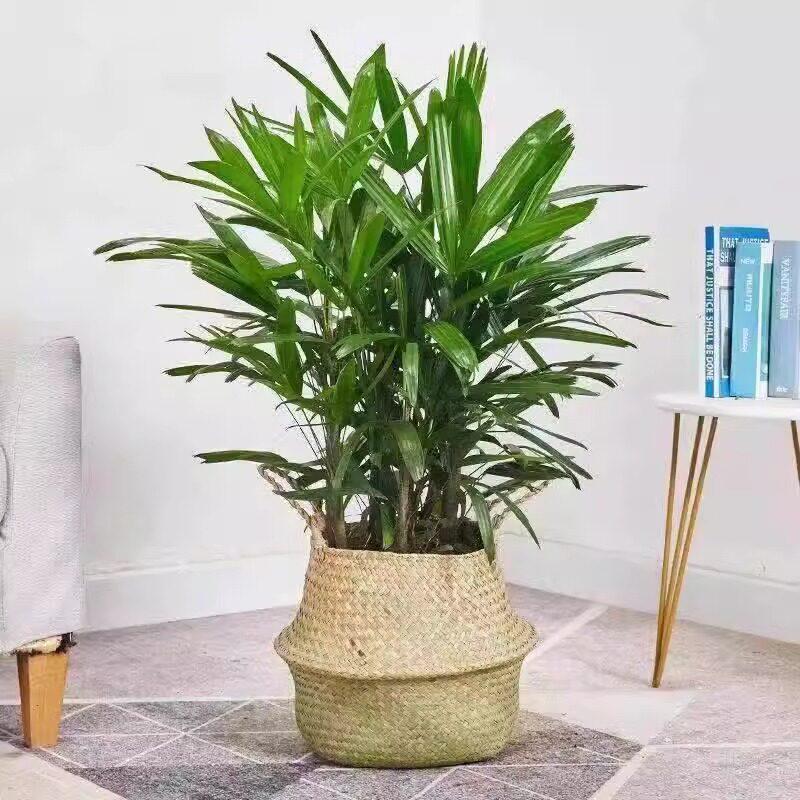 Bambusa multiplex 'Golden Bamboo': Large Evergreen Indoor Plant, Air-Purifying Foliage in Pot