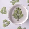 Metasequoia Embossed Pressed Flower Stickers: Real Tree Leaves and Flowers for DIY Decoration.