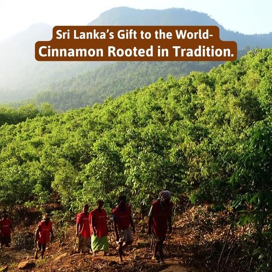 Honey and Spice Ceylon Dalchini Cinnamon Sticks Organic Srilankan - 50 Gms (True Srilankan Barks/Rolls) Flavourful for Cooking, Seasoning, Baking