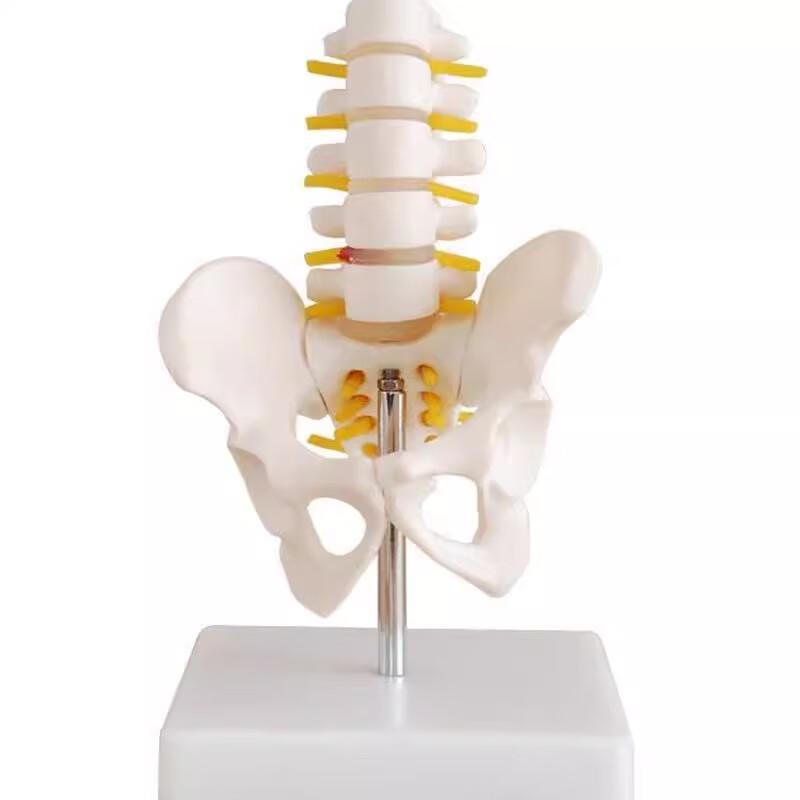 Human Pelvis and Lumbar Spine Anatomical Model