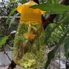Fruit Fly Trap for Garden Hanging Melon Fly Catcher Outdoor Fly Trap Capture Fruit Flies from Trees Melons for Home Orchard