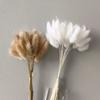 Whisk Rabbit Tail Grass Dried Flower Bouquet - Natural Pampas Grass & Small Reed