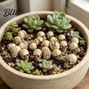 Waterproof Outdoor Skull Decor 20Pcs Creative Miniature Figurines Cool Statues for Garden Bonsai DIY Halloween Scene Kit Decoration Small
