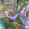 Fish Tank Planting Cup 2 Pcs Hydroponic Plant Hanging Holder Aquatic Support Basket Aquarium Accessories For Aquascape Decor