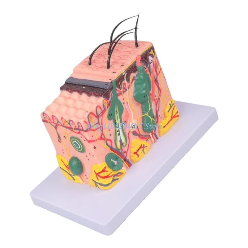 R6FF 35/50/70/85X Modello di Pelle Ingrandito Modello Anatomico della Pelle Modello Didattico Medico