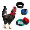 2PCS No Crow Rooster Collar Chicken Collar Noise Free Anti-Hook Neckband Collars Collar To Prevent Chickens from Crowing