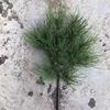 Pine Needle Juniper Artificial Bonsai with Dried and Plastic Pine Leaves