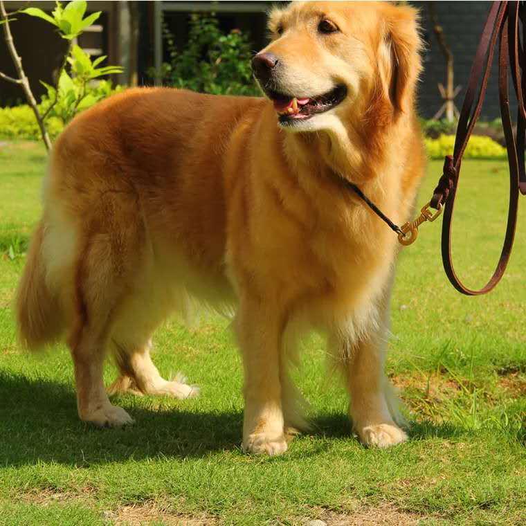 Genuine Cowhide Leather Dog Leash for Golden Retrievers & German Shepherds - Durable Walking Rope
