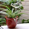 Imitation Glass Plastic Bird Automatic Water Dispenser Lazy Water Dispenser Travel Dripping Machine Lazy Water Dispenser Circula