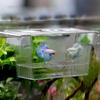 New Acrylic Fish Tank Breeding Incubator Grow Seedling Reproduction Holder Breeder Isolation Box Aquarium Fish Fry Aquarium