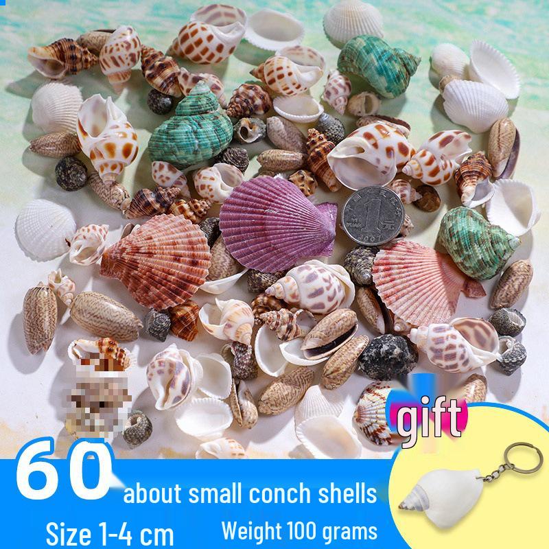 Handmade Decorative Seashells & Starfish for Fish Tanks: Landscaping, Painting, Specimens, Whelks, Hermit Crabs