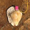 Street Stall Conch Shell Whistles & Toys: Creative Souvenirs