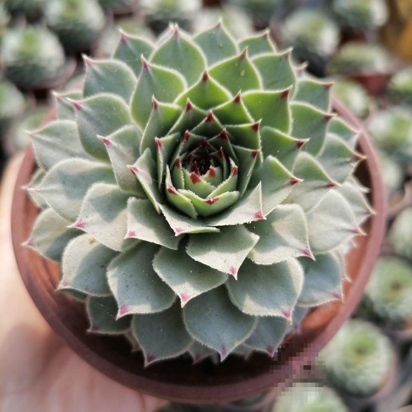 Clump-Forming Multi-Head Tie Guan Yin Succulent for Indoor or Balcony Decor