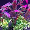 Aquarium Dekoration Hohe Simulation Dekorativ Farbecht Künstliches Wassergras Aquarium Dekoration für Heimdekor