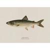 Vintage Bass Fish Trout Fly Fishing Posters Prints Canvas Painting Fisherman Retro Wall Art Picture for Living Room Home Decor
