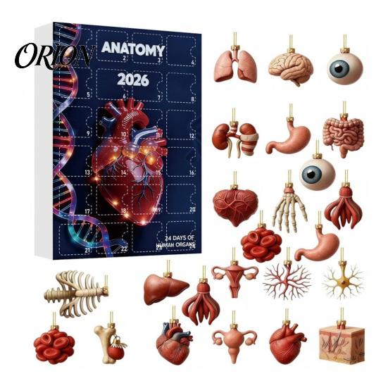 Kreativní vědecká dekorace 2026 Anatomický adventní kalendář, 24denní sada ozdob na tělesné orgány, Realistické lidské anatomické dekorace k zavěšení na Vánoce