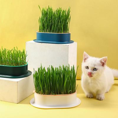 Nowy kot domowy kiełki danie rosnąca doniczka roślina hydroponiczna kot trawa kiełkowanie trawienie starter danie szklarnia Grow Box