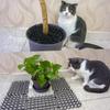 Black Anti Dog Cat Spikes Mat Anti-Climbing Fence Balcony Isolation Gardening Anti-Cat Thorn Net Dog Repellent Pet Supplies