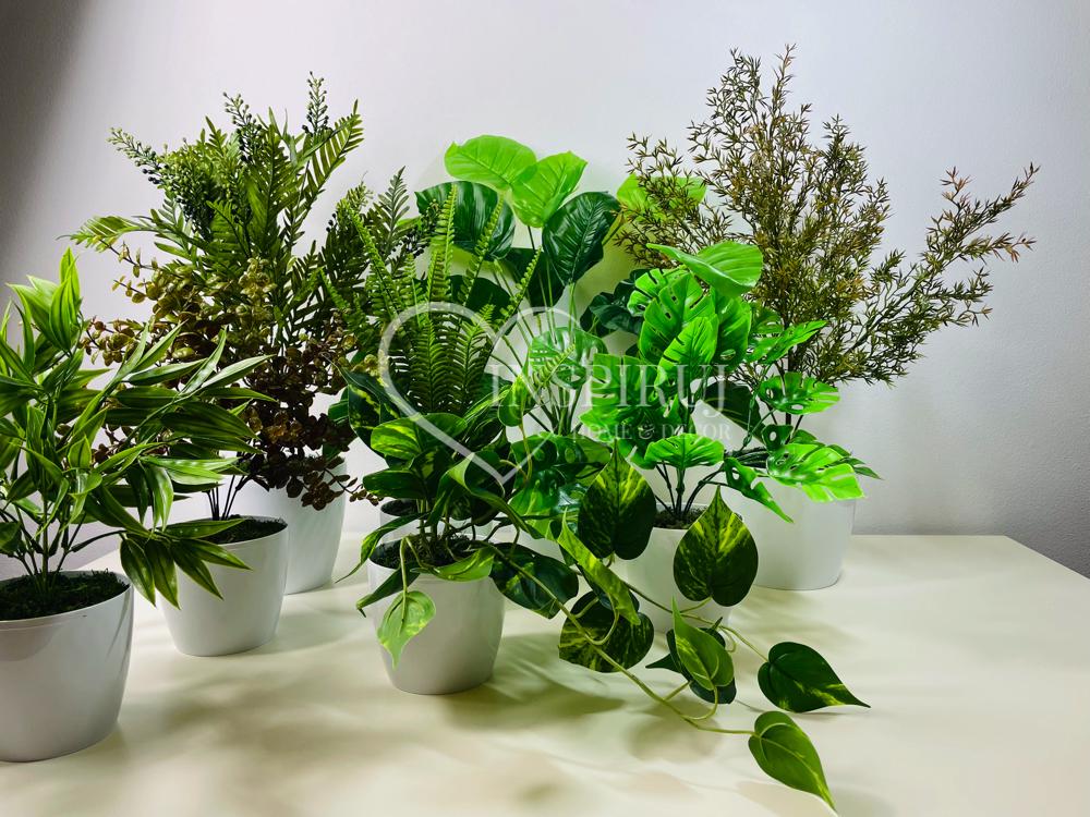 Kwiatek doniczkowy - eukaliptus zielony 30 cm