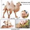 Wild Safari Animal Figurines: Giraffe, Elephant, Rhinoceros, Brown Bear, Tiger, Lion, Leopard, Hippopotamus - Solid Cognitive Toys