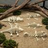 Unique Chameleon Desk Decor 5Pcs 3D Printed Articulated Skeleton Dragon Ornament Movable Joints Figurine Educational Science Room Ornaments Flexible