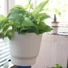 Wall-mounted Flower Pot Hanging Plant Baskets Semicircular Basket Balcony Garden