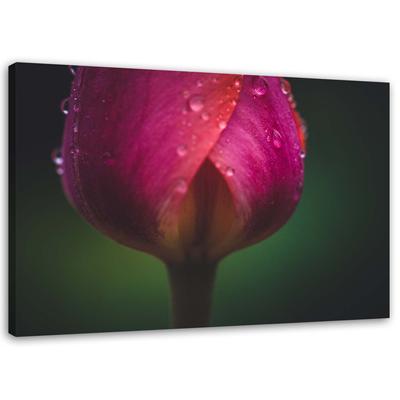 Tableau sur toile Tulipe Rose