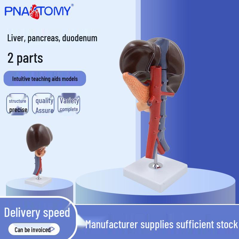PNT-0452 Liver, Pancreas, and Duodenum Cross-Section Model (2-Part) 11x14x33