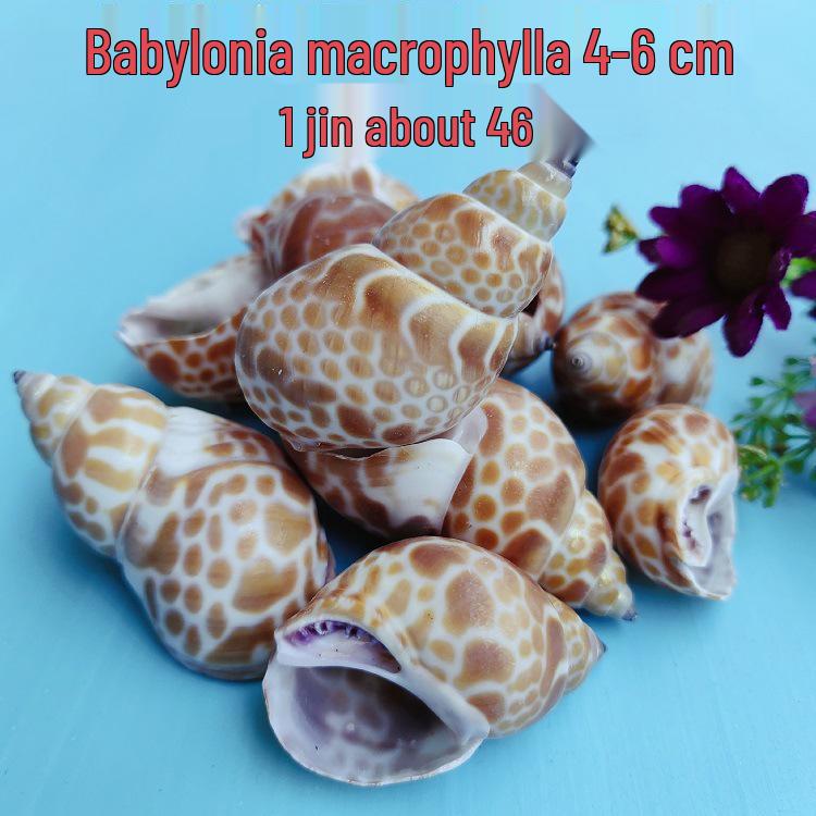 Conch Shells & Starfish for Hermit Crabs: Aquarium Decor & Drift Bottle Accessories