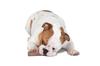 Pet Stage Woody Tough Stick Large 5993000