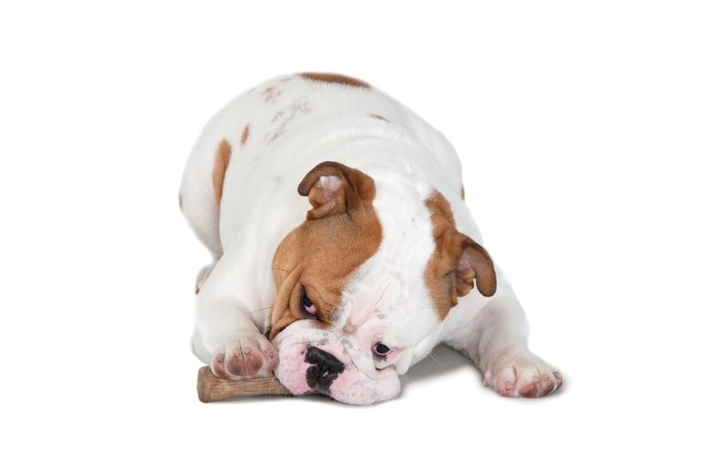 Pet Stage Woody Tough Stick Large 5993000
