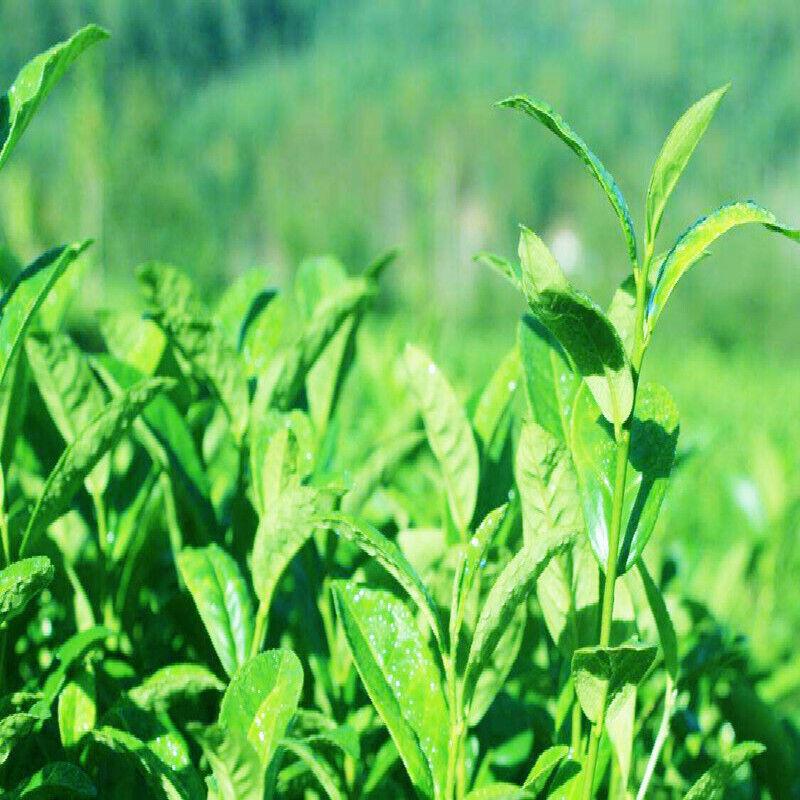 100g Select Brown Rice Green Tea Genmaicha Sencha