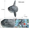 Oenux Sea Life Animals Model Action Figures Ocean Fish Sailfish Bass Grouper Salmon Aquarium Figurines PVC Educational Kids Toy