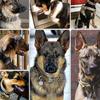 Tactical Dog Collar,adjustable Military Training Collar Strap Handle A