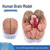 Human Brain Structure & Artery Anatomy Model