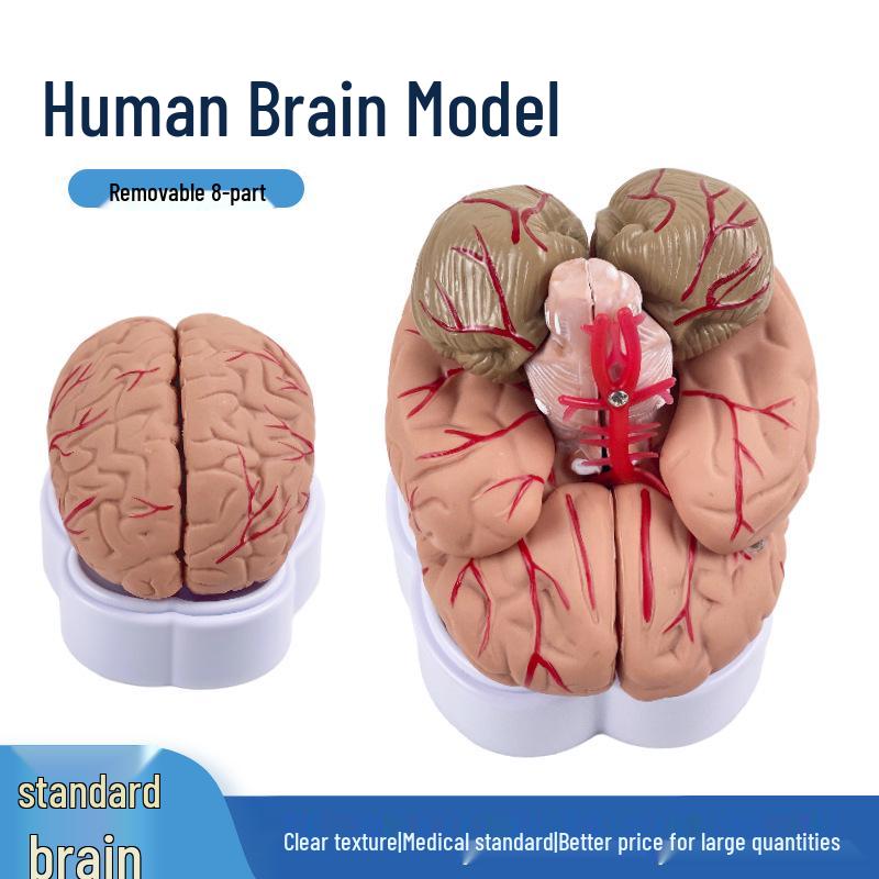 Human Brain Structure & Artery Anatomy Model Natural Magnification