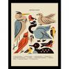 Birds Framed Poster