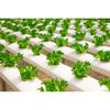 50Pcs Hydroponics Grow Sponges Rooting Sponges Seed Pods Starter Plugs