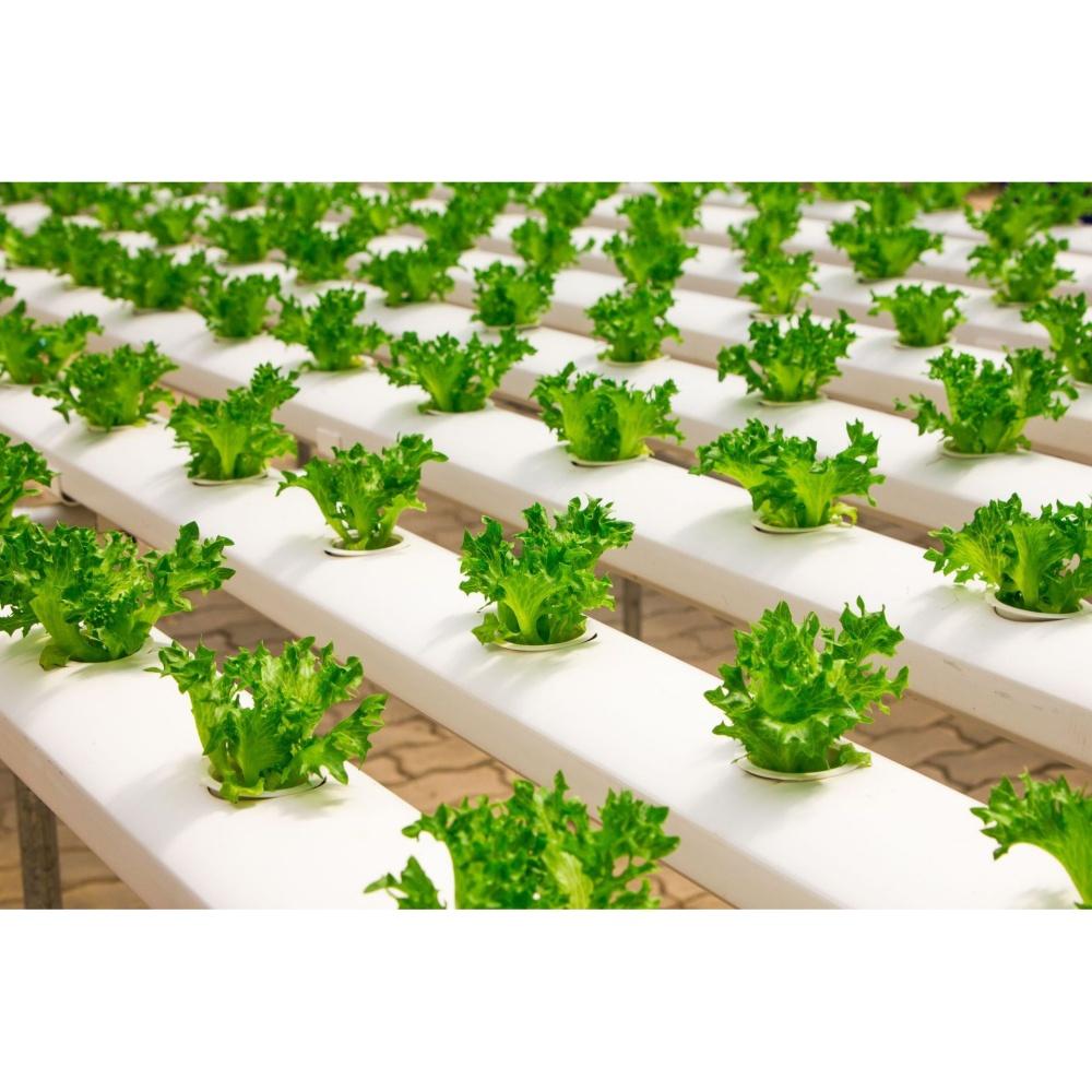 50Pcs Hydroponics Grow Sponges Rooting Sponges Seed Pods Starter Plugs
