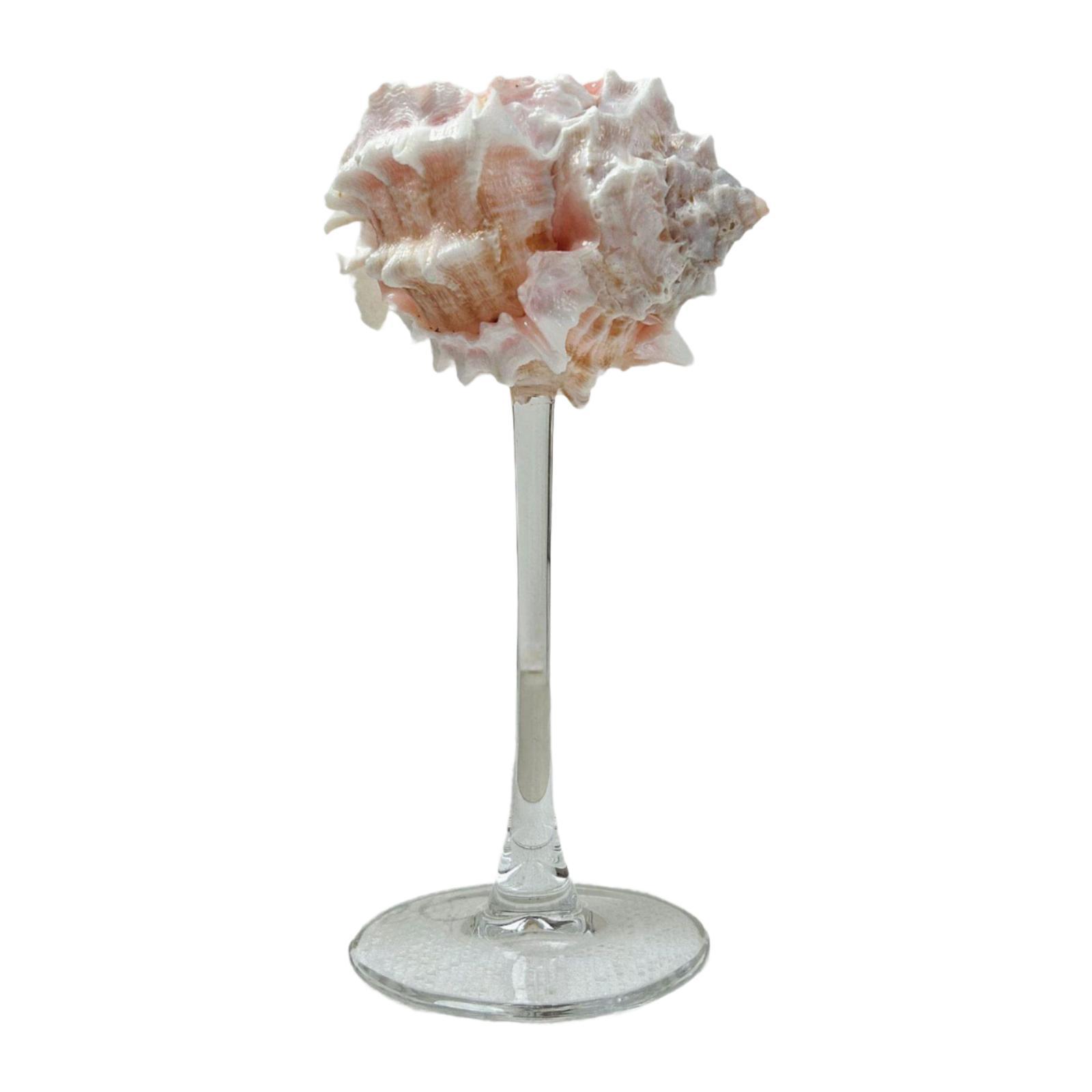 Conch Shell Champagne Glass Cup,Goblet,Cocktail Drinkware,Champagne Cup,Gifts