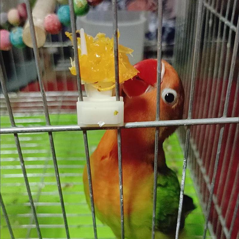 Plastová vidlička na ovoce pro krmení andulky - Hračka a doplněk do klece pro papoušky pivoňkové