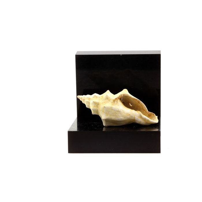 Pierres et Minéraux. Eopsephaea murcicina. 144.50 ct. Damery, Marne, France.