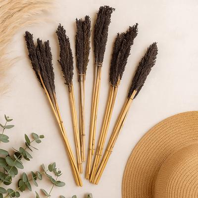 Dried Cantal Grass Bunch Black 6 Pieces